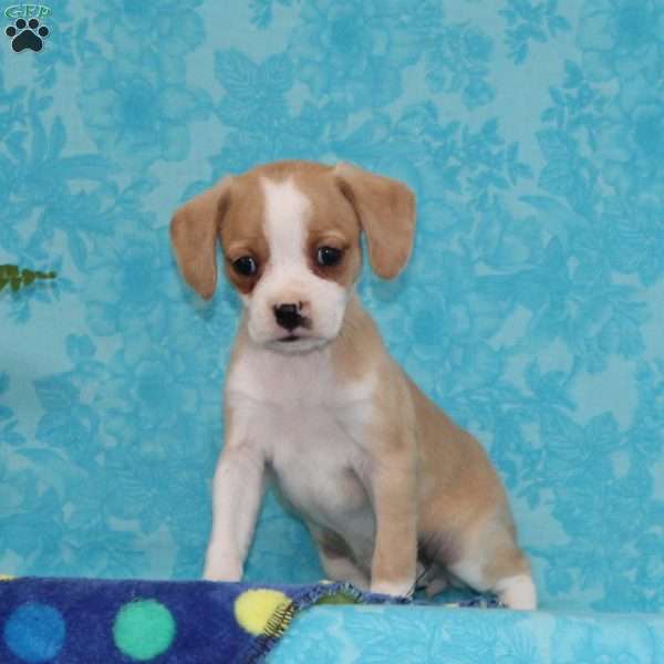 Bella, Boston Terrier Mix Puppy